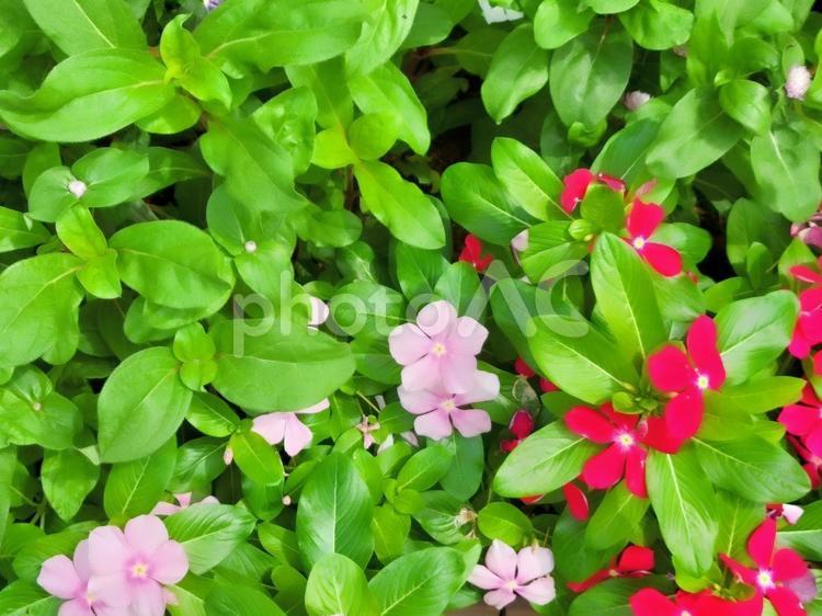 いきいきとした花壇の花　ガーデニング ガーデニング,花,花壇の写真素材