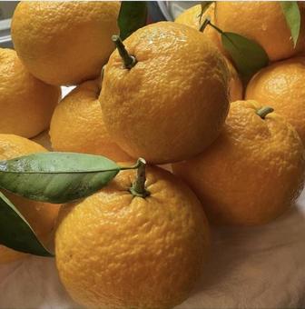 Natsumikan, fruit, fruits, summer oranges, JPG