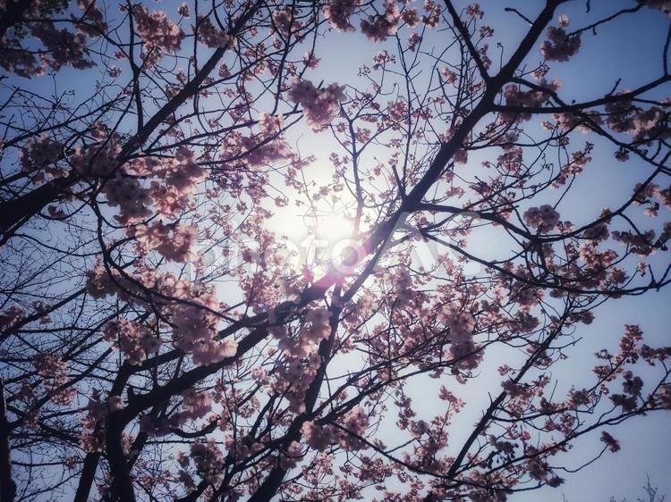 桜と木漏れ日 さくら,春,サクラの写真素材