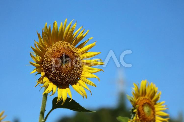 暑い夏　ヒマワリの花 ひまわり,ひまわり畑,夏の写真素材