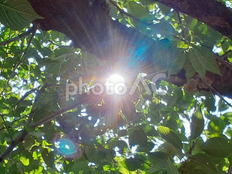 木漏れ日 光,木漏れ日,晴れの写真素材