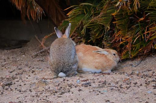 Wild rabbit, JPG Wild rabbit, JPG