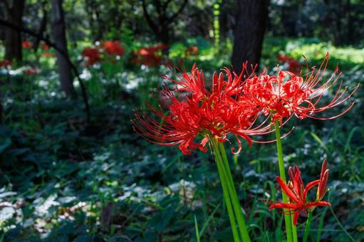 木陰で真っ赤な花を咲かせる曼珠沙華 木陰で真っ赤な花を咲かせる曼珠沙華の写真