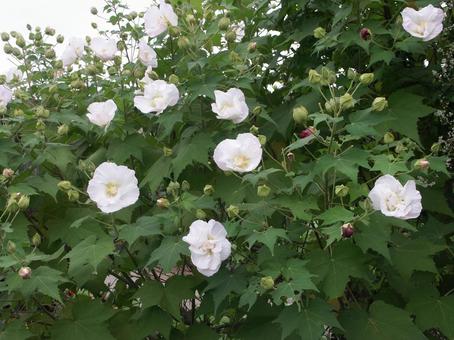 フヨウ・芙蓉の咲く風景 フヨウ・芙蓉の咲く風景の写真
