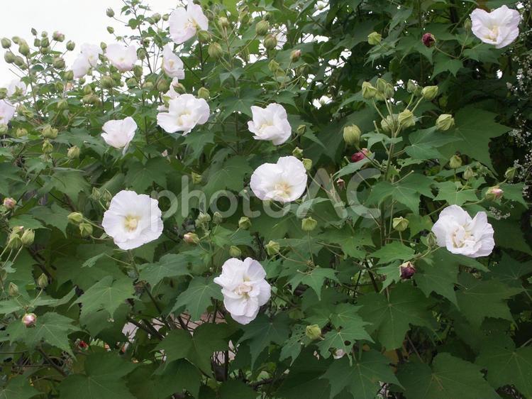 フヨウ・芙蓉の咲く風景 フヨウ・芙蓉,風景,壁紙の写真素材