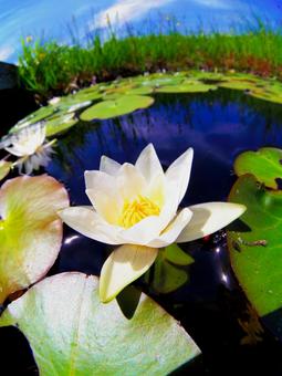 池に咲く白いヒツジグサの花 花,植物,自然の写真素材