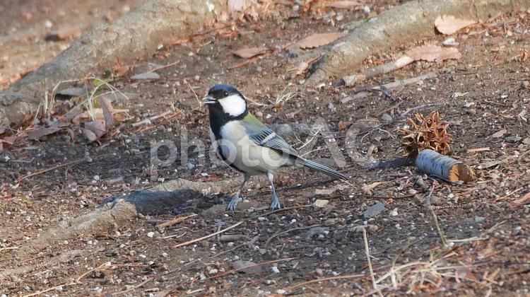 モミジバフウの実をついばむシジュウカラ シジュウカラ,野鳥,小鳥の写真素材