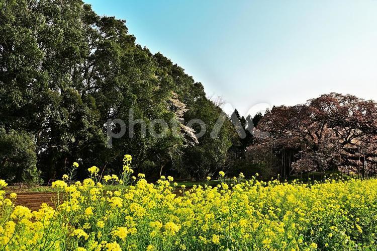 菜の花畑と吉高の大桜 菜の花畑,花,黄色の写真素材