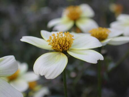 ウインターコスモス・ビデンス　マクロ ウインターコスモス,草花,可憐の写真素材
