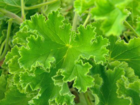 ゼラニウムの葉の緑背景_03の写真