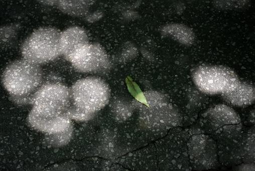 Photo, wood, shadow, leaf, 
