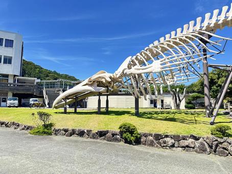 太地町立くじらの博物館 太地町立くじらの博物館 くじらの博物館,捕鯨の歴史,鯨類の写真素材