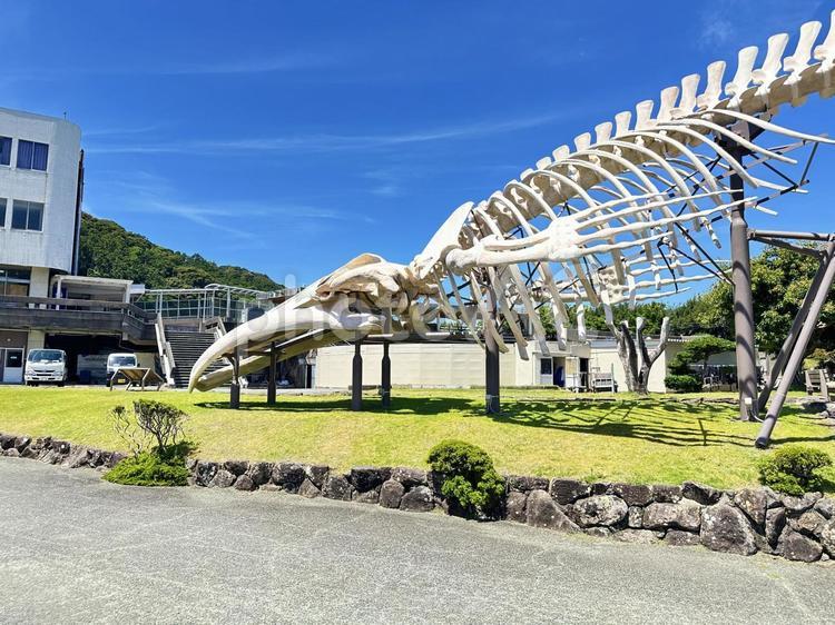 太地町立くじらの博物館 くじらの博物館,捕鯨の歴史,鯨類の写真素材