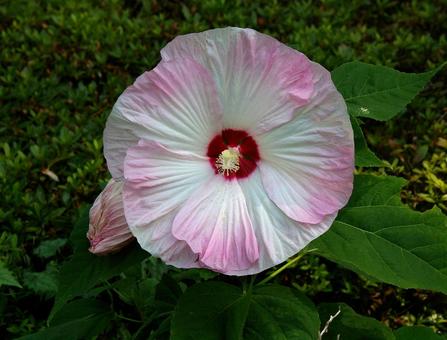 アメリカフヨウ アメリカフヨウ,亜米利加芙蓉,クサフヨウの写真素材