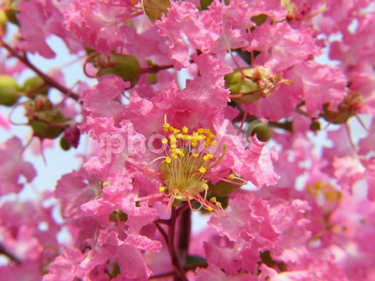 サルスベリ 花,はな,ハナの写真素材