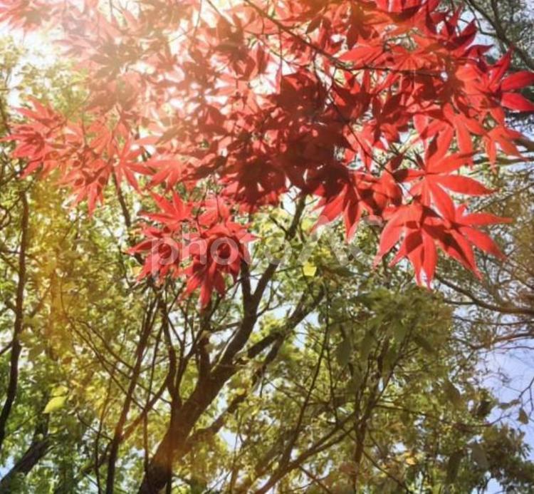 紅葉01 10月,11月,3月の写真素材