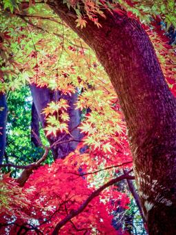 紅葉　紅葉狩り 紅葉,赤,黄色の写真素材