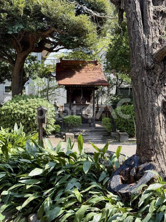 春の墨田区立旧安田庭園　祠 横網,ビル,祠の写真素材