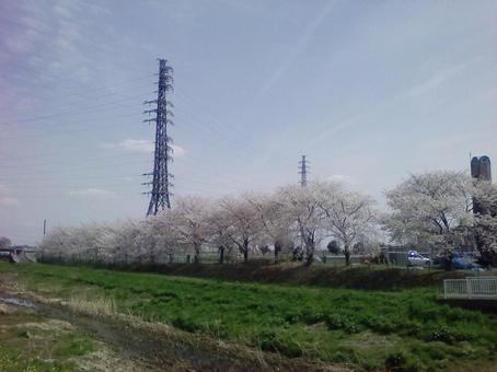 桜 桜の写真