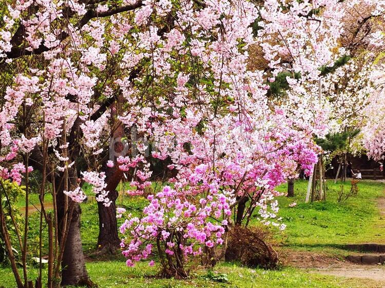 咲き乱れる桜2 桜,枝垂れ桜,かわいいの写真素材