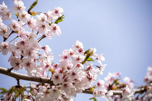 満開の桜 満開の桜 桜,花,美しいの写真素材