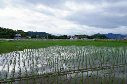 田植えの風景 田植えの風景の写真