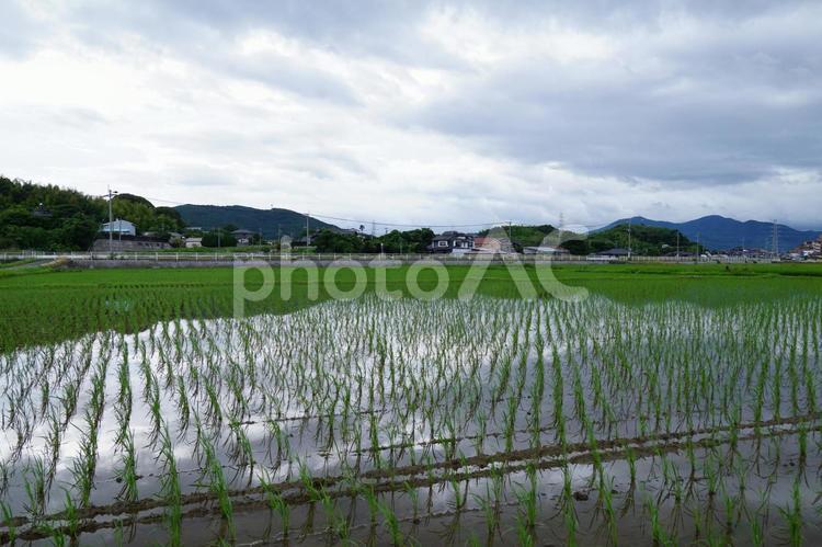 田植えの風景 稲,風景,景色の写真素材