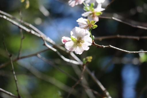 秋に咲くアーコレードという桜の花のアップの写真