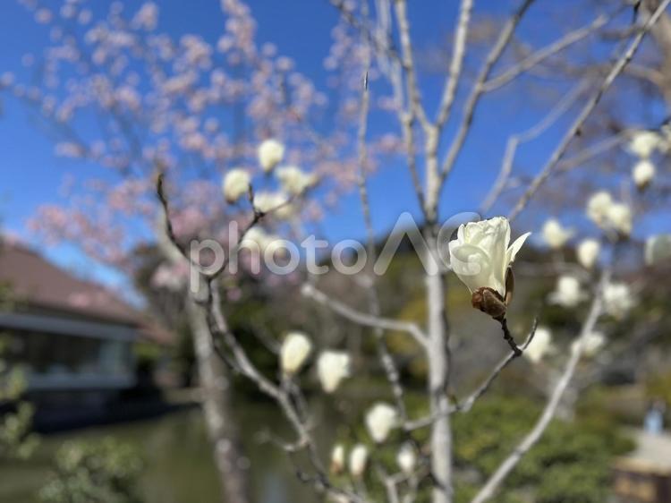 鶴岡八幡宮の白木蓮 木蓮,白,源氏池の写真素材