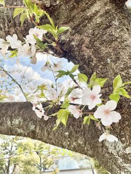桜の花 桜の花の写真