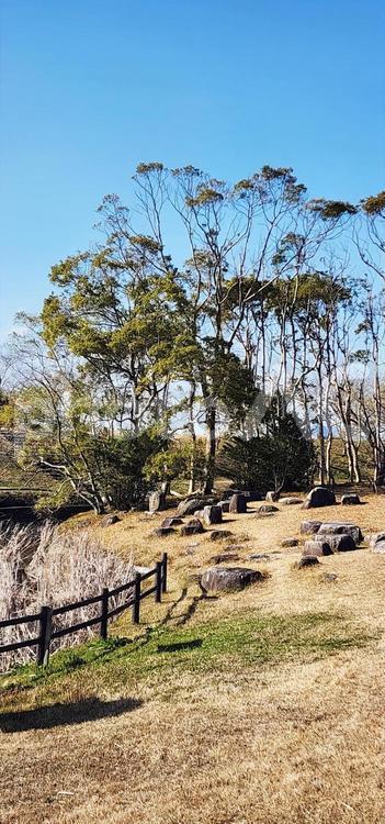 公園の樹木 公園,樹木,森林の写真素材
