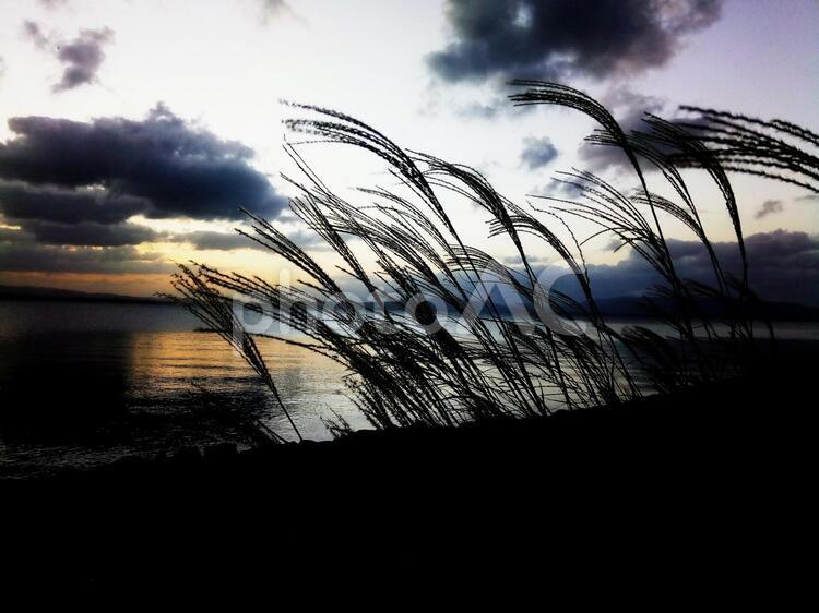 すすきの風景 浜,日暮れ,太陽の写真素材