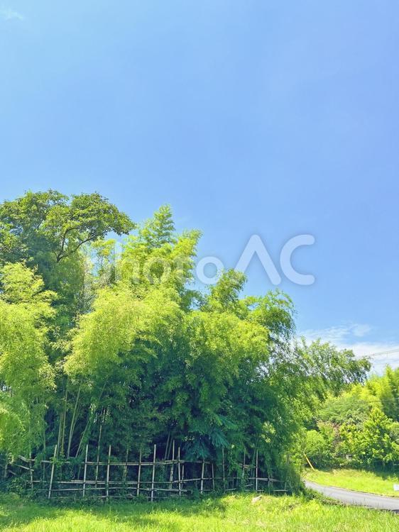 田舎の竹林 田舎,竹林,青空の写真素材
