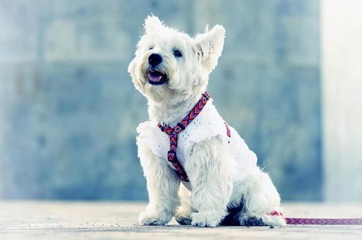 ウェスティのポートレート ウェスティのポートレート 犬,ウェスティ,ウエストハイランドの写真素材