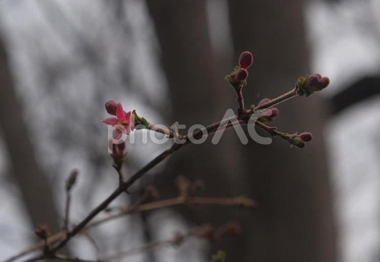 咲き出そうとしているウグイスカグラ 植物,葉っぱ,眺めるの写真素材