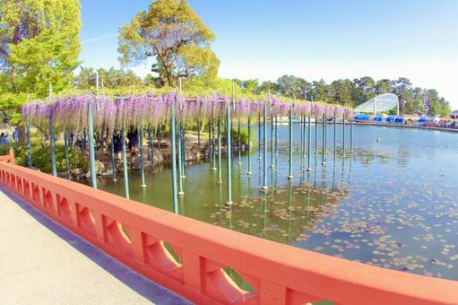 Photo, rattan, tianwangchuan park, flower, 