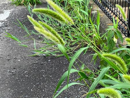 路傍のねこじゃらし 路傍のねこじゃらしの写真