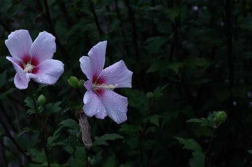 夏の茶室を彩る 夏の茶室を彩る 木槿,花,アオイ科の植物の写真素材