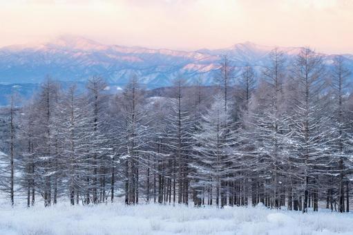 朝焼けに染まる雪山とビーナスベルト 朝焼けに染まる雪山とビーナスベルトの写真