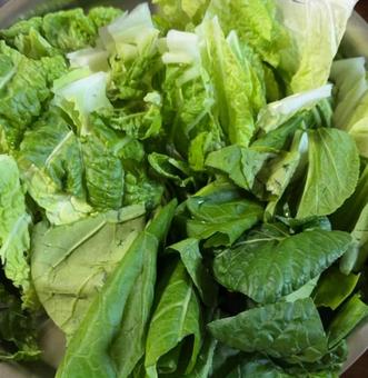 しゃぶしゃぶ野菜　白菜と小松菜　 しゃぶしゃぶ野菜,白菜,小松菜の写真素材