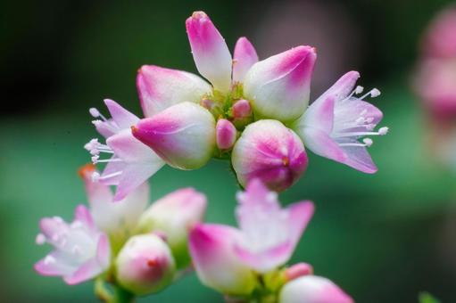 可憐な赤色のミソソバの花の写真