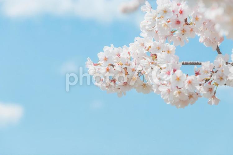 青空と桜の背景 桜,花,青空の写真素材