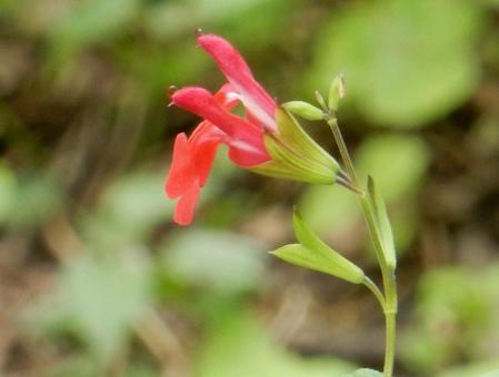 【花の写真】チェリーセージ チェリーセージ,植物,花の写真素材