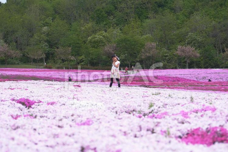 芝桜公園と女の子01 芝桜公園,芝桜,春の写真素材