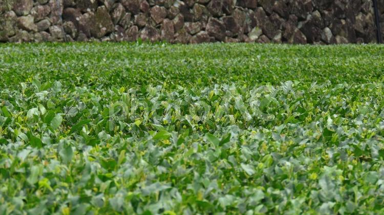緑茶 お茶,緑茶,茶葉の写真素材