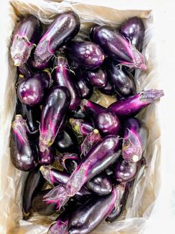 茄子(eggplant) 茄子(eggplant)の写真