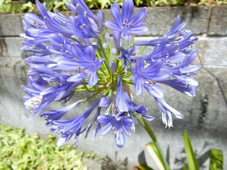 Photo, agapanthus, purple clam, blue, 