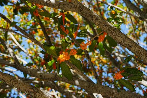 金木犀 金木犀,キンモクセイ,秋の写真素材