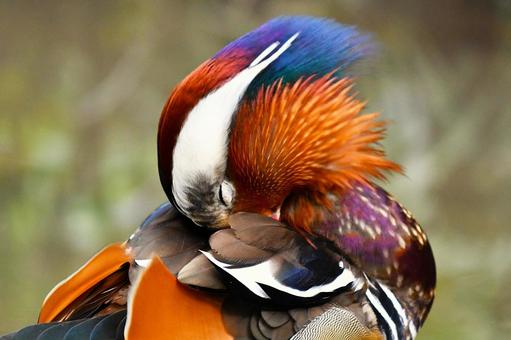 オシドリ オシドリの写真