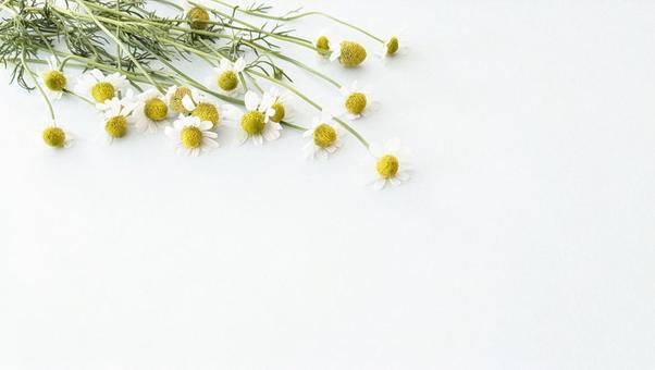 Photo, flower, frame, summer flowers, 